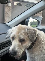 Found/Stray Unknown Dog last seen Franklin rd, Brentwood, TN 37027