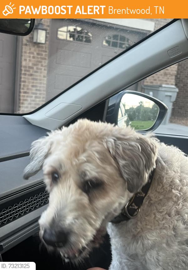 Found/Stray Unknown Dog last seen Franklin rd, Brentwood, TN 37027
