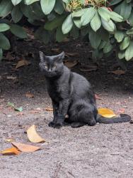 Found/Stray Male Cat last seen Starboard apmts, Kirkland, WA 98034
