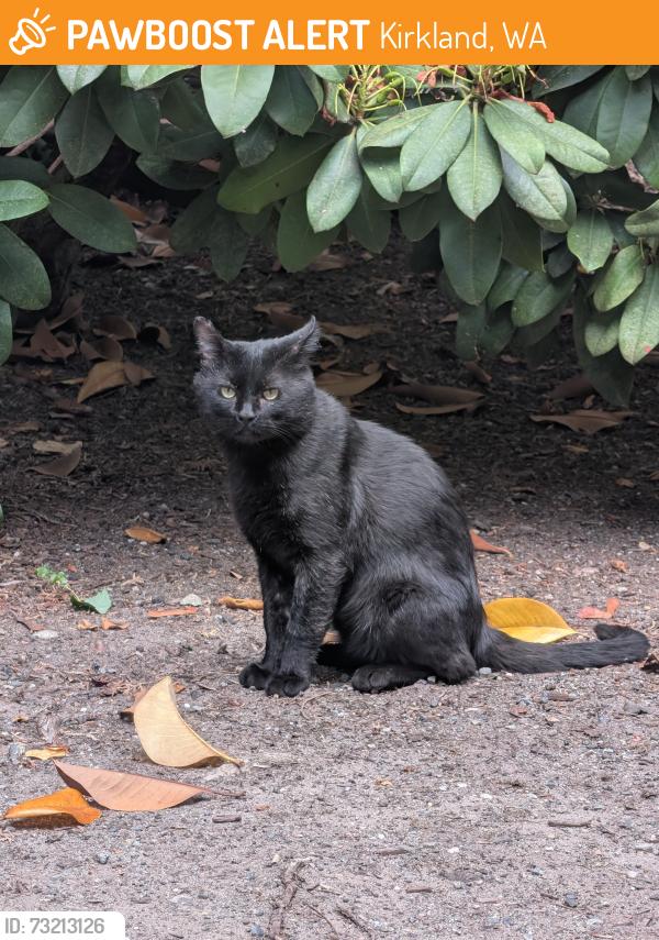 Found/Stray Male Cat last seen Starboard apmts, Kirkland, WA 98034