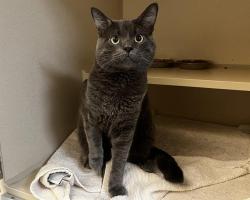 Shelter Stray Female Cat last seen Near BLOCK E 5TH AVE, DENVER CO 80230, 1241 W Bayaud Ave, Denver, CO 80223, USA