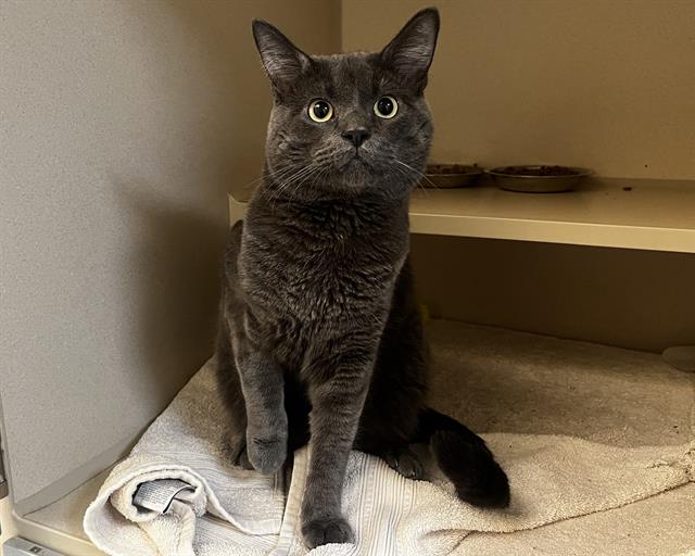 Shelter Stray Female Cat last seen Near BLOCK E 5TH AVE, DENVER CO 80230, 1241 W Bayaud Ave, Denver, CO 80223, USA