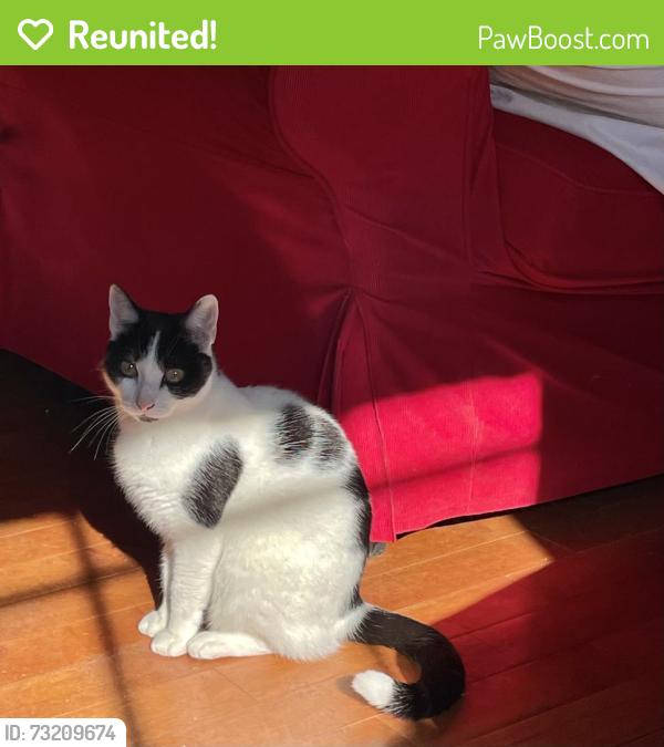 Reunited Female Cat last seen Prospect Ave, Park Ave, Bloomfield, CT 06002