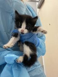 Shelter Stray Female Cat last seen Paizano Court and Orvietto way, Roseville City, CA, 200 Tahoe Ave, Roseville, CA 95678, USA
