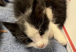Shelter Stray Male Cat last seen Paizano Court and Orvietto way, Roseville City, CA, 200 Tahoe Ave, Roseville, CA 95678, USA