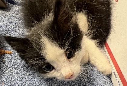 Shelter Stray Male Cat last seen Paizano Court and Orvietto way, Roseville City, CA, 200 Tahoe Ave, Roseville, CA 95678, USA