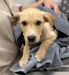 Shelter Stray Male Dog last seen Near Sni-A-Bar Rd, 64129, MO, 7077 Elmwood Ave, Kansas City, MO 64132, USA