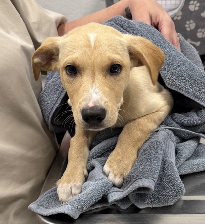 Shelter Stray Male Dog last seen Near Sni-A-Bar Rd, 64129, MO, 7077 Elmwood Ave, Kansas City, MO 64132, USA