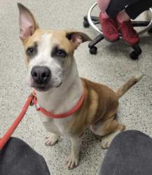 Shelter Stray Male Dog last seen 43rd & Bell, KCMO 64116, 64116, MO, 7077 Elmwood Ave, Kansas City, MO 64132, USA