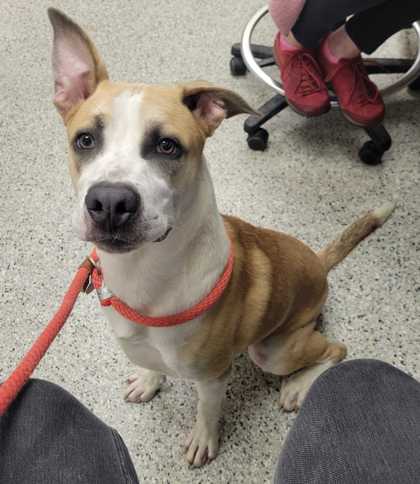 Shelter Stray Male Dog last seen 43rd & Bell, KCMO 64116, 64116, MO, 7077 Elmwood Ave, Kansas City, MO 64132, USA