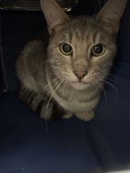 Shelter Stray Unknown Cat last seen Near Topping Ave., KCMO 64123, 64123, MO, 7077 Elmwood Ave, Kansas City, MO 64132, USA