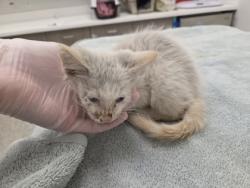 Shelter Stray Male Cat last seen kuzwat@gmail.com, 64117, MO, 7077 Elmwood Ave, Kansas City, MO 64132, USA