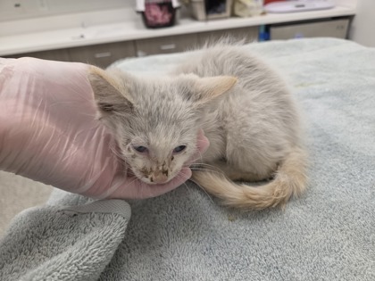 Shelter Stray Male Cat last seen kuzwat@gmail.com, 64117, MO, 7077 Elmwood Ave, Kansas City, MO 64132, USA