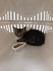 Shelter Stray Unknown Cat last seen E 77th St & Indiana Ave, 64132, 64132, MO, 7077 Elmwood Ave, Kansas City, MO 64132, USA