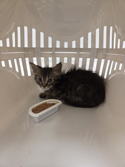 Shelter Stray Unknown Cat last seen E 77th St & Indiana Ave, 64132, 64132, MO, 7077 Elmwood Ave, Kansas City, MO 64132, USA