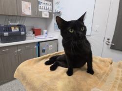 Shelter Stray Male Cat last seen Jackson Ave and Independence Ave, 64124, MO, 7077 Elmwood Ave, Kansas City, MO 64132, USA