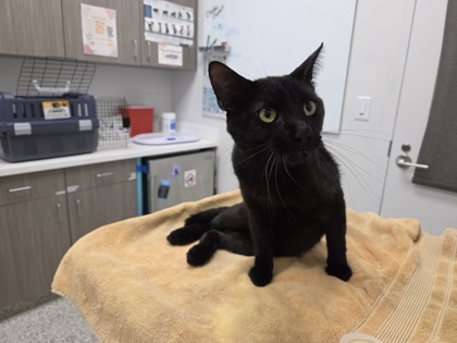 Shelter Stray Male Cat last seen Jackson Ave and Independence Ave, 64124, MO, 7077 Elmwood Ave, Kansas City, MO 64132, USA