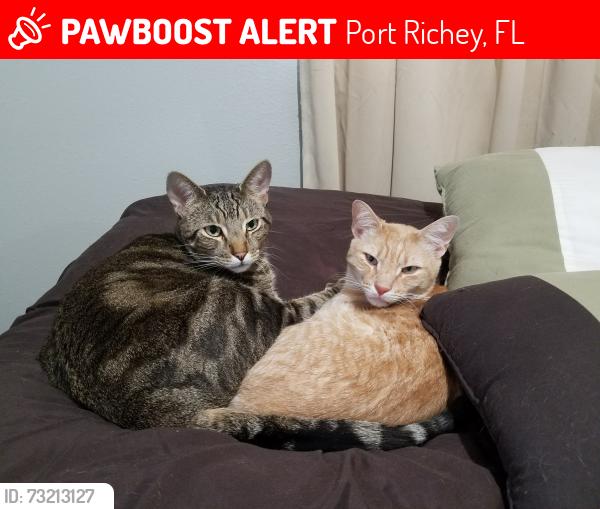 Lost Male Cat last seen Honeycomb & Vixen, Port Richey, FL 34668