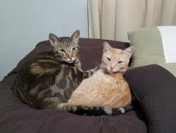 Lost Male Cat last seen Honeycomb & Vixen, Port Richey, FL 34668