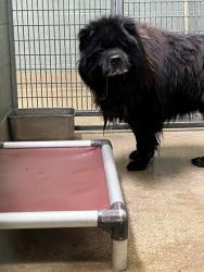 Shelter Stray Male Dog last seen , , CA, 1101 29th Ave, Oakland, CA 94601, USA