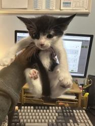 Shelter Stray Female Cat last seen Near Clairmont Rd NE, Atlanta, GA 30341, 30341, GA, 3280 Chamblee Dunwoody Rd, Chamblee, GA 30341, USA
