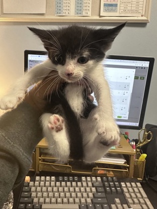 Shelter Stray Female Cat last seen Near Clairmont Rd NE, Atlanta, GA 30341, 30341, GA, 3280 Chamblee Dunwoody Rd, Chamblee, GA 30341, USA