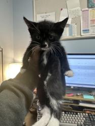 Shelter Stray Female Cat last seen Near Clairmont Rd NE, Atlanta, GA 30341, 30341, GA, 3280 Chamblee Dunwoody Rd, Chamblee, GA 30341, USA