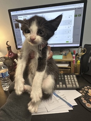 Shelter Stray Male Cat last seen Near Clairmont Rd NE, Atlanta, GA 30341, 30341, GA, 3280 Chamblee Dunwoody Rd, Chamblee, GA 30341, USA