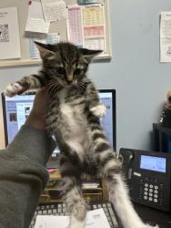 Shelter Stray Female Cat last seen Near Clairmont Rd NE, Atlanta, GA 30341, 30341, GA, 3280 Chamblee Dunwoody Rd, Chamblee, GA 30341, USA