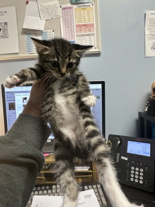 Shelter Stray Female Cat last seen Near Clairmont Rd NE, Atlanta, GA 30341, 30341, GA, 3280 Chamblee Dunwoody Rd, Chamblee, GA 30341, USA