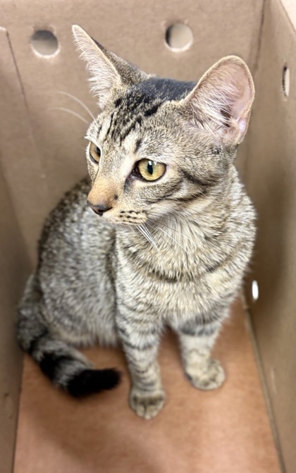 Shelter Stray Female Cat last seen Near Gena Dr, Decatur, GA 30032, 30032, GA, 3280 Chamblee Dunwoody Rd, Chamblee, GA 30341, USA