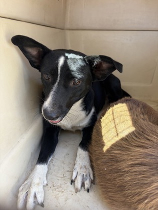 Shelter Stray Female Dog last seen E Willamette Ave & S Elm Ave, Fresno Zone Fresno CO 2 93706, CA, 1510 W Dan Ronquillo Dr, Fresno, CA 93706, USA