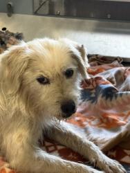 Shelter Stray Female Dog last seen Belmont Ave & N Hayes Ave, Fresno Zone Fresno CO 2 93727, CA, 1510 W Dan Ronquillo Dr, Fresno, CA 93706, USA