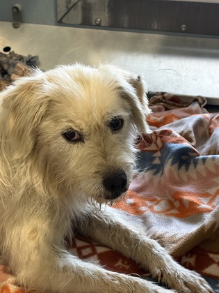 Shelter Stray Female Dog last seen Belmont Ave & N Hayes Ave, Fresno Zone Fresno CO 2 93727, CA, 1510 W Dan Ronquillo Dr, Fresno, CA 93706, USA
