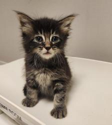 Shelter Stray Female Cat last seen found in Aunt's backyard on 1800 Davis in San Leandro., SAN LEANDRO, CA, 94577, 8323 Baldwin St, Oakland, CA 94621, USA