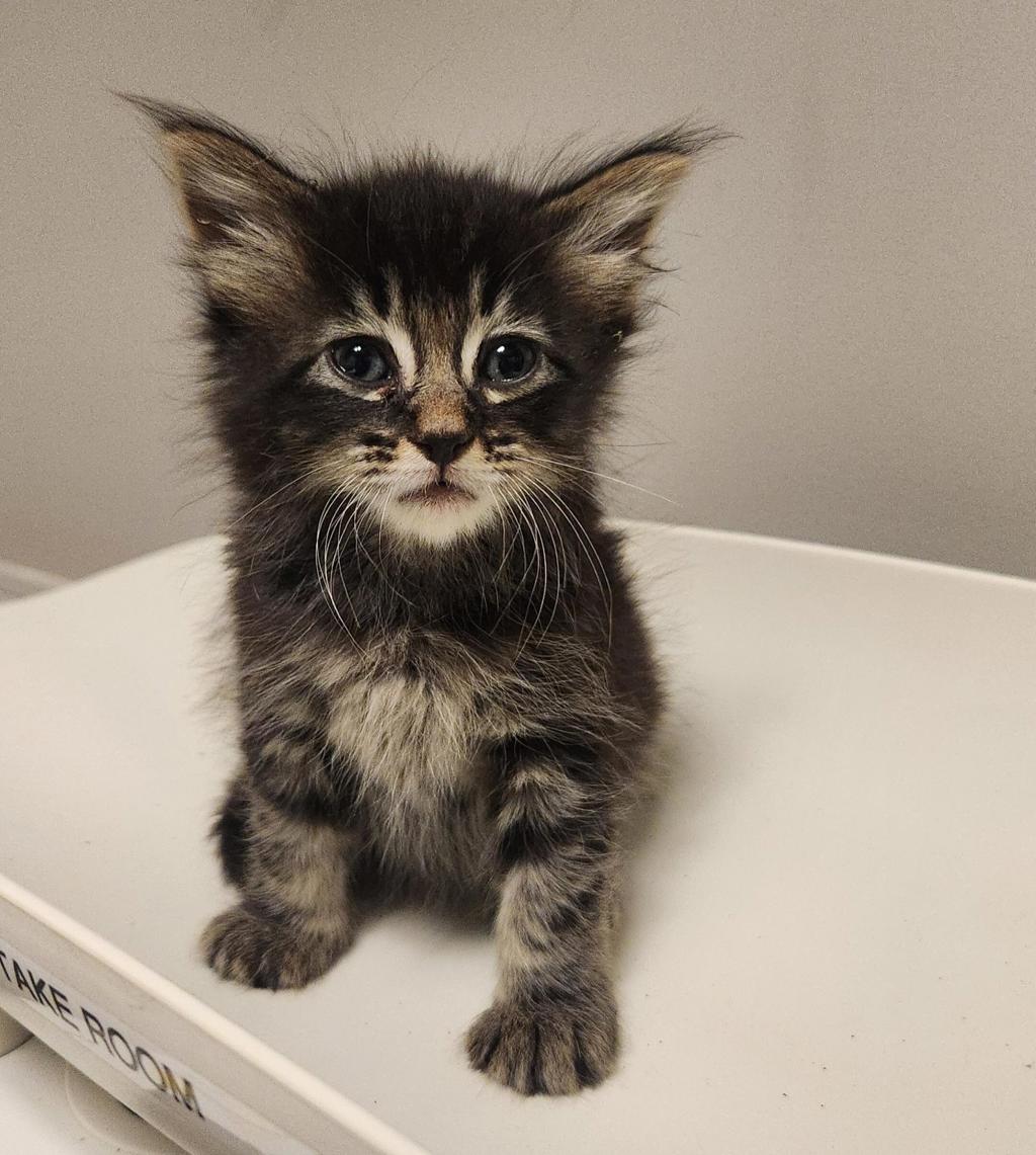 Shelter Stray Female Cat last seen found in Aunt's backyard on 1800 Davis in San Leandro., SAN LEANDRO, CA, 94577, 8323 Baldwin St, Oakland, CA 94621, USA