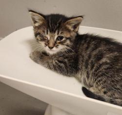 Shelter Stray Female Cat last seen found in Aunt's backyard on 1800 Davis in San Leandro., SAN LEANDRO, CA, 94577, 8323 Baldwin St, Oakland, CA 94621, USA