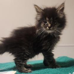 Shelter Stray Female Cat last seen Near 73rd ave, OAKLAND, CA, 94621, 8323 Baldwin St, Oakland, CA 94621, USA