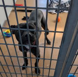 Shelter Stray Male Dog last seen Near Gleason Dr, DUBLIN, CA, 94568, 8323 Baldwin St, Oakland, CA 94621, USA