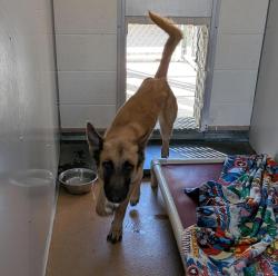 Shelter Stray Male Dog last seen Near Gleason Dr, DUBLIN, CA, 94568, 8323 Baldwin St, Oakland, CA 94621, USA