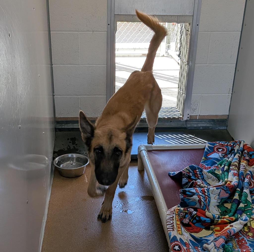 Shelter Stray Male Dog last seen Near Gleason Dr, DUBLIN, CA, 94568, 8323 Baldwin St, Oakland, CA 94621, USA