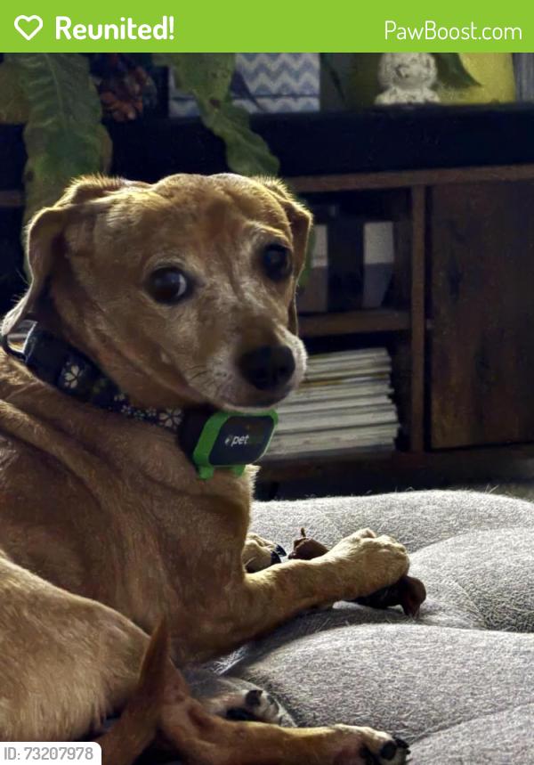 Reunited Female Dog last seen Aspen and Neans, Austin, TX 78758