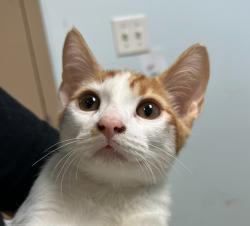Shelter Stray Male Cat last seen Encina Avenue, Imperial Beach, CA, 91932, 5500 Gaines St, San Diego, CA 92110, USA