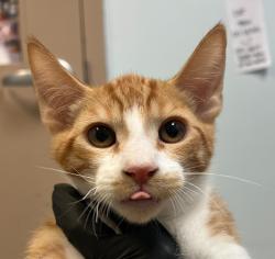 Shelter Stray Male Cat last seen Encina Avenue, Imperial Beach, CA, 91932, 5500 Gaines St, San Diego, CA 92110, USA