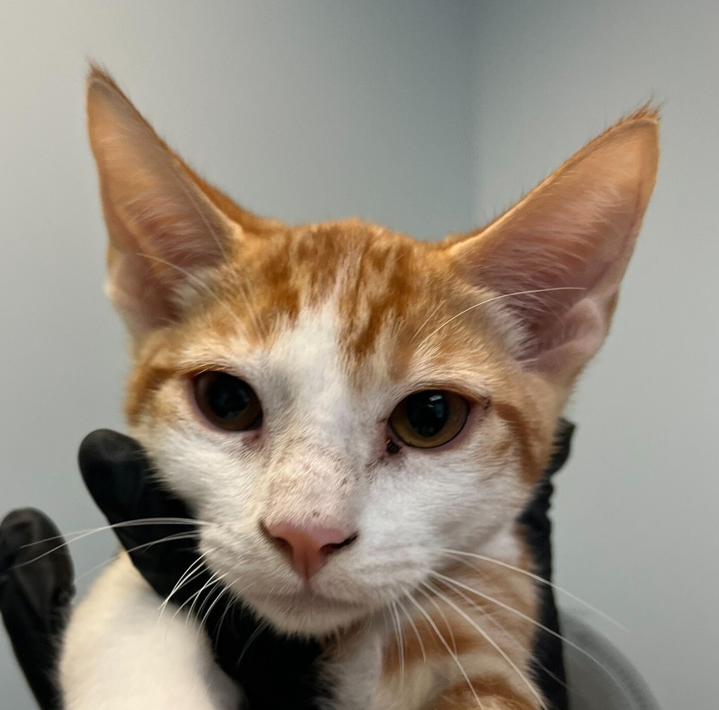 Shelter Stray Male Cat last seen Encina Avenue, Imperial Beach, CA, 91932, 5500 Gaines St, San Diego, CA 92110, USA