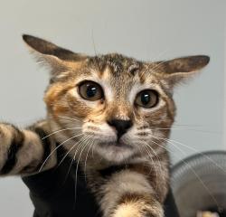 Shelter Stray Female Cat last seen Encina Avenue, Imperial Beach, CA, 91932, 5500 Gaines St, San Diego, CA 92110, USA