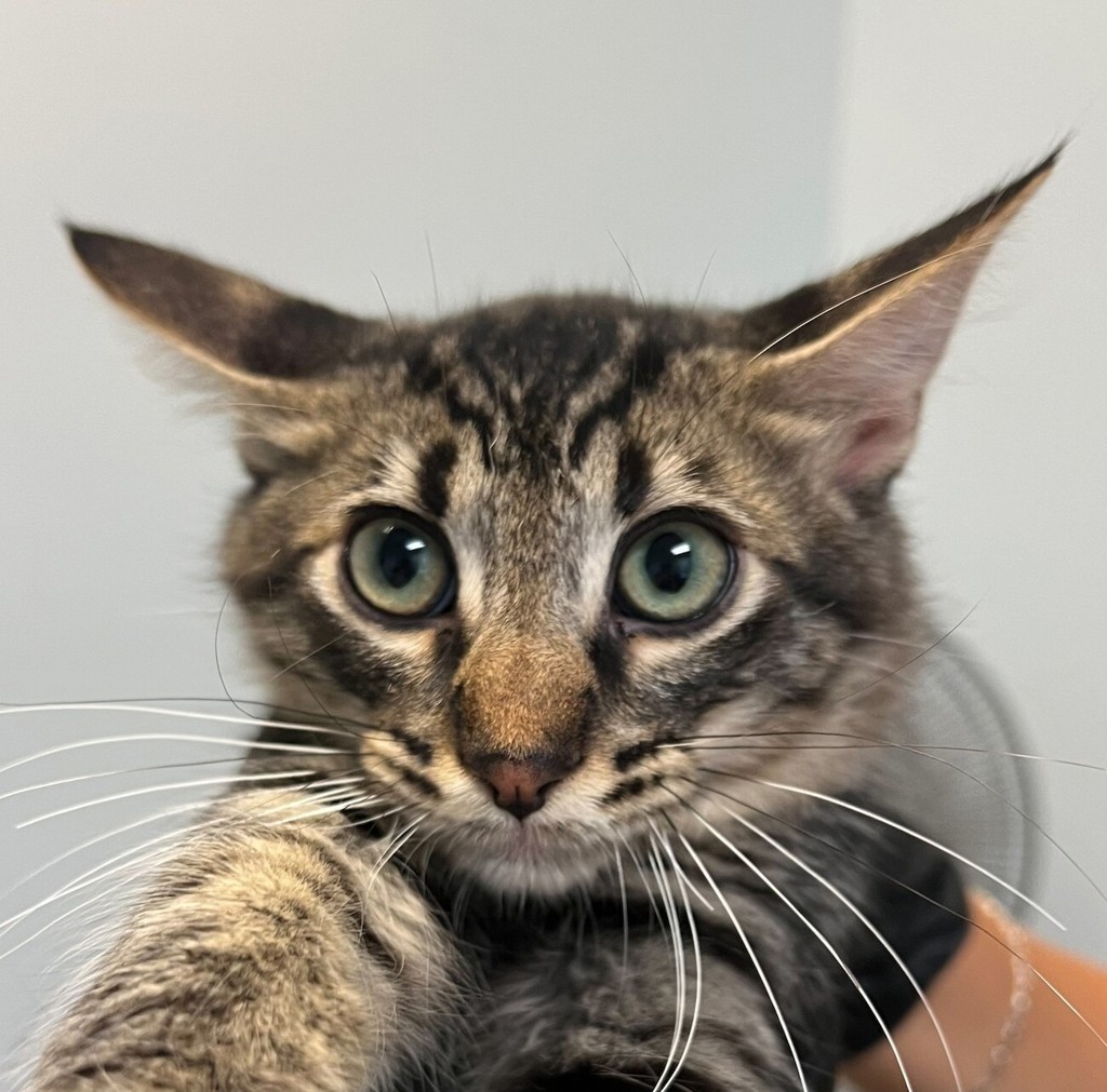 Shelter Stray Male Cat last seen Encina Avenue, Imperial Beach, CA, 91932, 5500 Gaines St, San Diego, CA 92110, USA