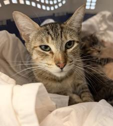 Shelter Stray Female Cat last seen W. Dunlop St, San Diego, CA, 92111, 5500 Gaines St, San Diego, CA 92110, USA