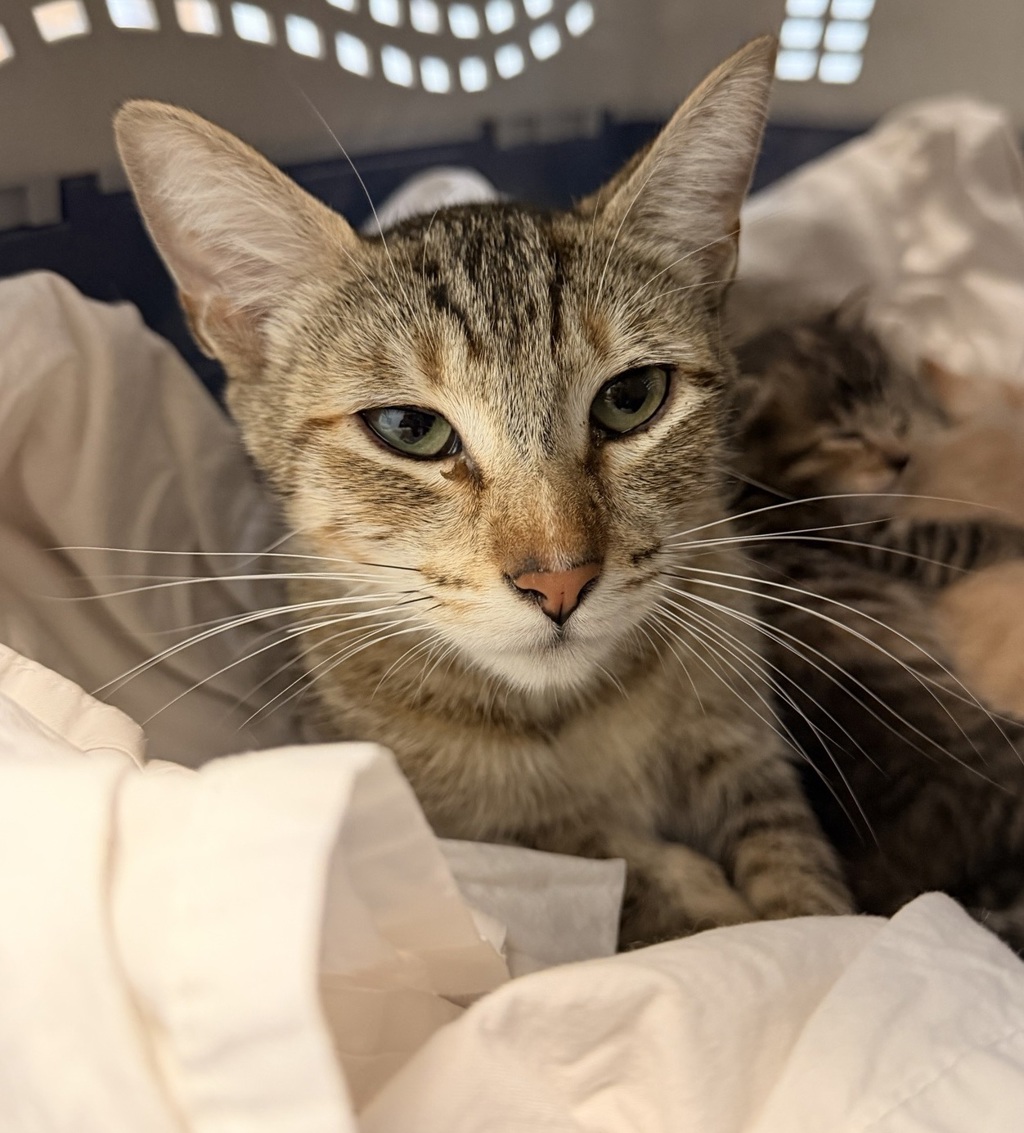 Shelter Stray Female Cat last seen W. Dunlop St, San Diego, CA, 92111, 5500 Gaines St, San Diego, CA 92110, USA