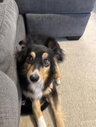 Found/Stray Female Dog last seen Las brasas and west sid, Rio Rancho, NM 87124